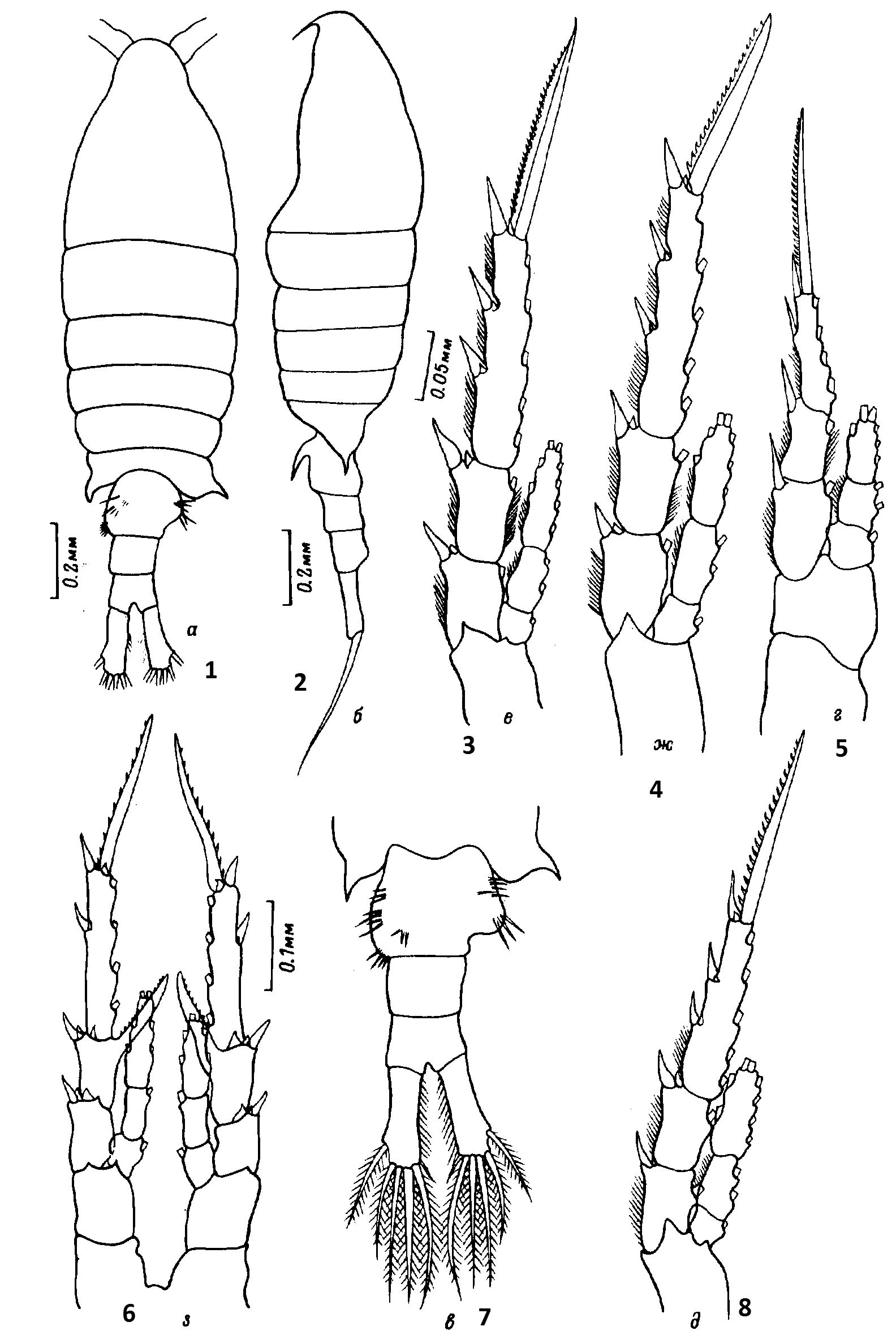 Species Centropages abdominalis - Plate 9 of morphological figures